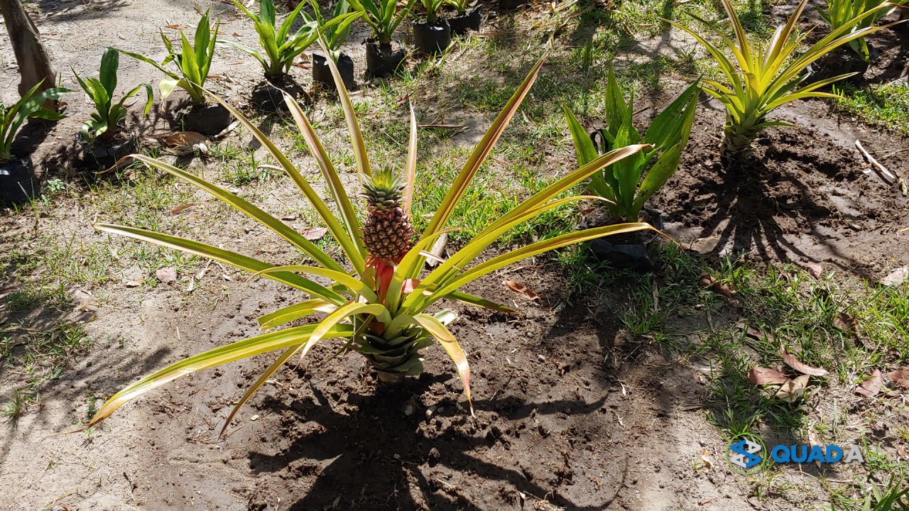 Green Canyon Leisure Farm Pineapple