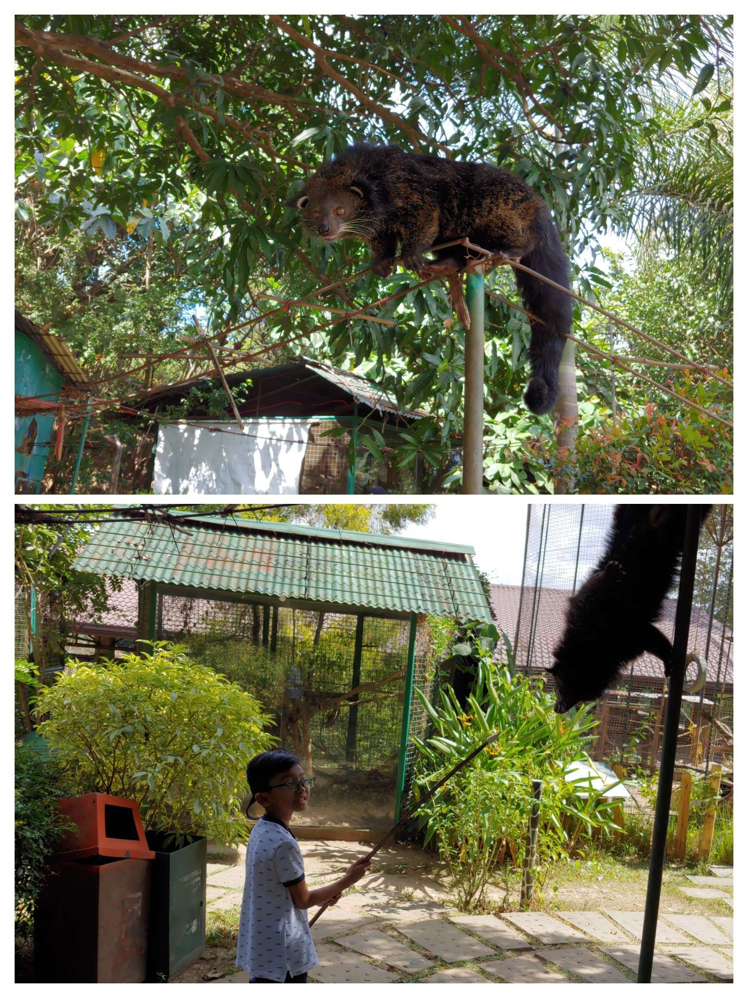 Zoocobia Bearcat feeding activity