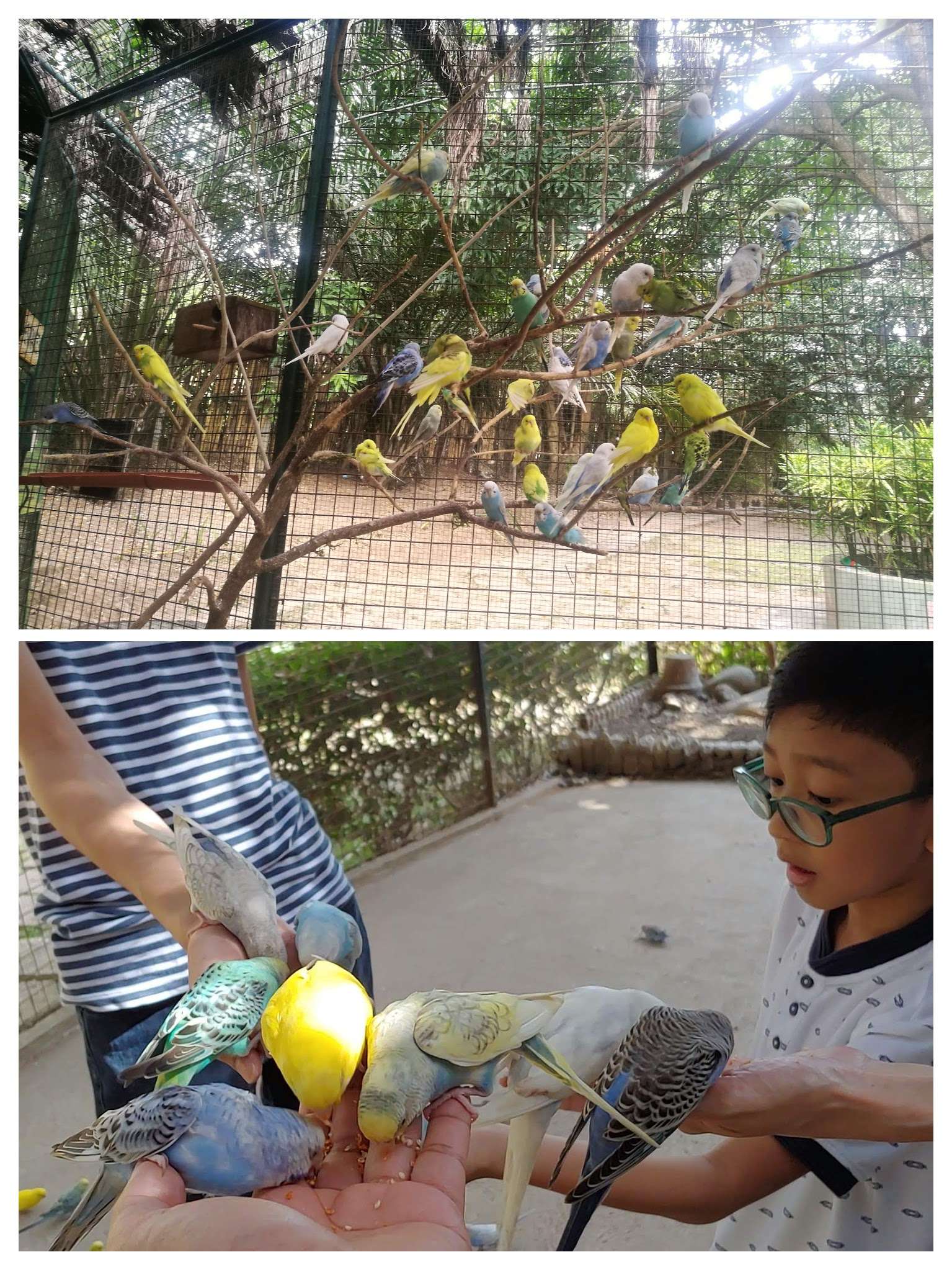 Zoocobia bird feeding activity