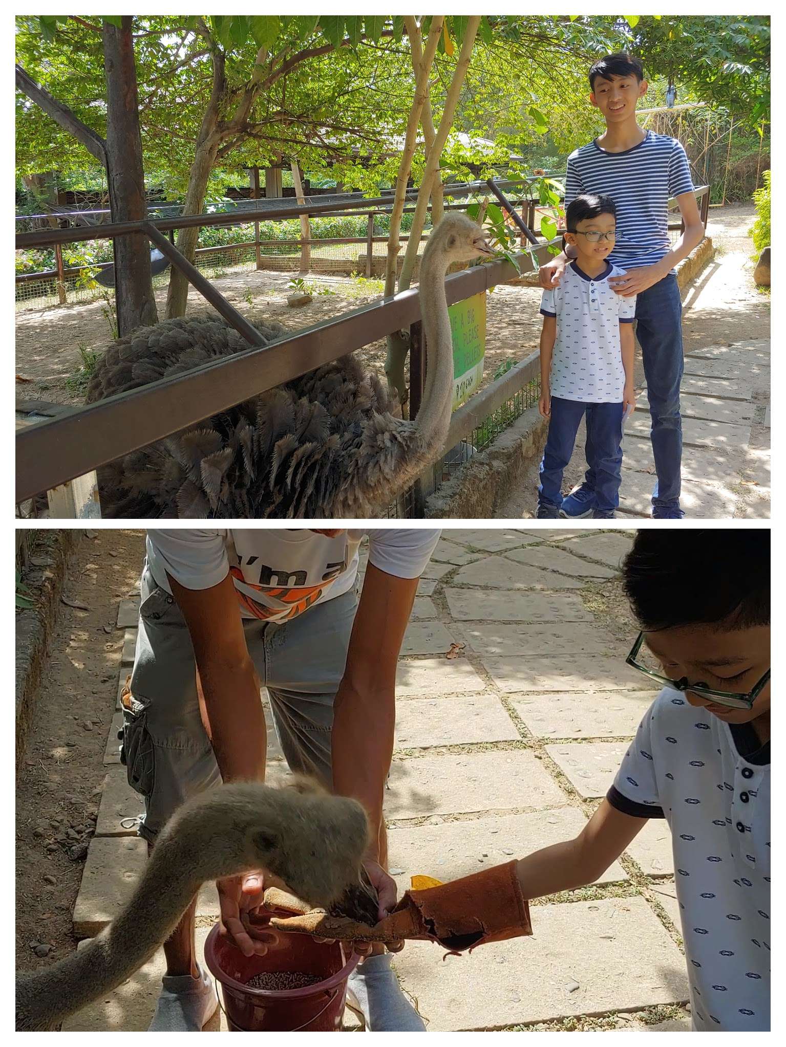 Zoocobia Ostrich Feeding activity